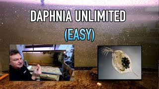 How I Raise Daphnia Water Fleas And You Can Too [upl. by Imogen]