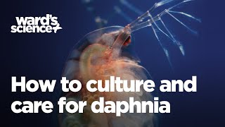 Caring and Culturing for Daphnia [upl. by Asilegna]