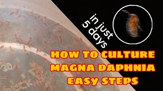 How to Culture Magna Daphnia Easily [upl. by Elbert]