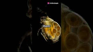 How to culture Daphnia for your Aquarium [upl. by Balmuth320]