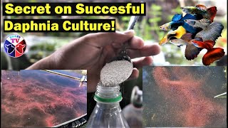 How to Culture Daphnia Successfully [upl. by Burk896]