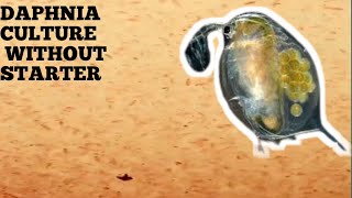 HOW TO CULTURE DAPHNIA NATURALLY WITHOUT A STARTER [upl. by Chastain934]