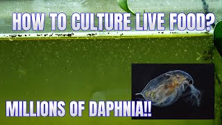 How to Culture Daphnia Secret Method to Breed MILLIONS  Simply Aquatic [upl. by Adaline]