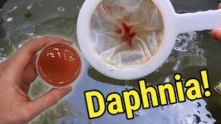 How I Culture Daphnia In Outdoor Tubs [upl. by Kinemod435]