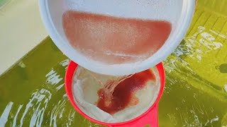 How to culture daphnia  Daphnia culture  How to grow daphnia outdoor [upl. by Akeit]