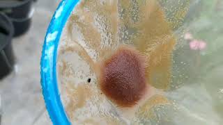 How to culture daphnia moina in a small container Part 1 English Subtitle [upl. by Piefer]