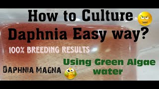 Daphnia MagnaHow to Culture Daphnia Easy wayCulturing Daphnia using Green water Daphnia [upl. by Riatsala]