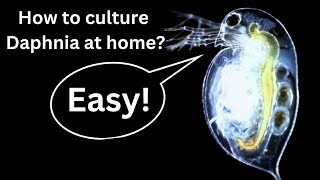 BEST Live Fish Food Beginner guide How to Culture Daphnia at home [upl. by Penland]