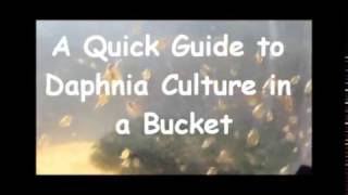 How to culture daphnia outside [upl. by Rehpinej]