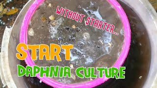 How to culture daphnia moina the easy way 1  Starting the Daphnia culture [upl. by Giselle]