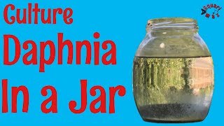 How to Culture Daphnia in a Jar [upl. by Netnerb]