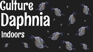 How to Culture Daphnia [upl. by Rahsab537]