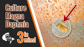 How to culture DAPHNIA MAGNA  The easy way [upl. by Schulze]