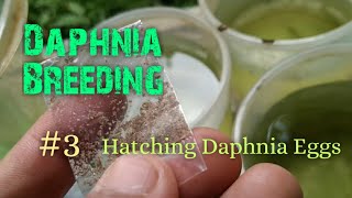 Daphnia Culture made simple and easy 3  Hatching Daphnia eggs [upl. by Lesak864]