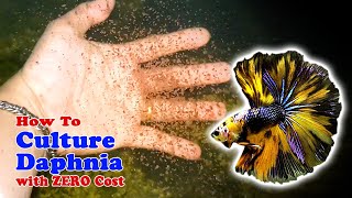 How to Culture Daphnia with ZERO Cost  Unlimited Live Food For Our Fish [upl. by Charlie42]