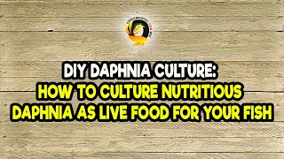 DIY Daphnia Culture How to Culture Nutritious Daphnia as Live Food for Your Fish [upl. by Vassell]