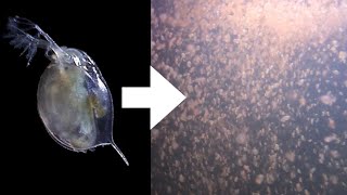 How I Culture Daphnia [upl. by Elissa]