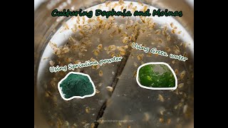 How To Culture Daphnia and Moinas using Green Water Spirulina powder [upl. by Waller]