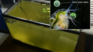 Raising Daphnia for the Freshwater Aquarium [upl. by Bordie38]