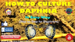 HOW TO CULTURE DAPHNIA In Easy Way [upl. by Aidole6]